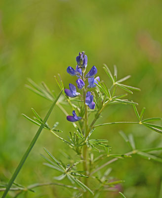 Blauwe lupine