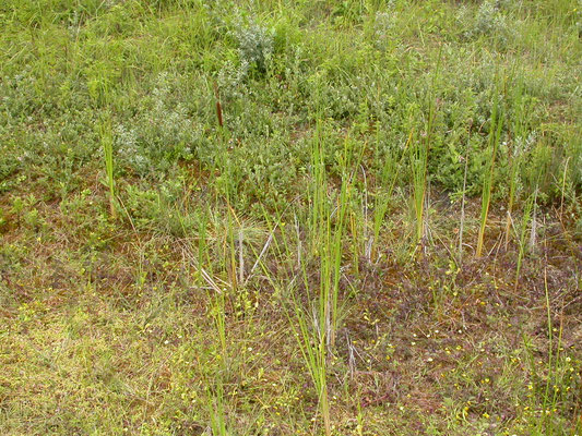 Typha angustifolia - Kleine lisdodde