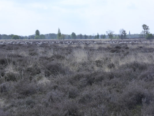 heide met de schaapskudde