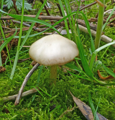 Psathyrella spadiceogrisea - Vroege franjehoed