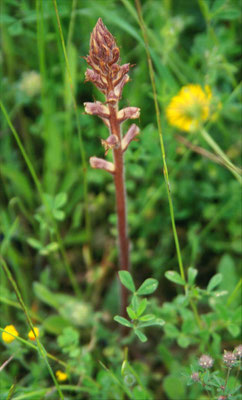 Orobanche alba - Tijmbremraap