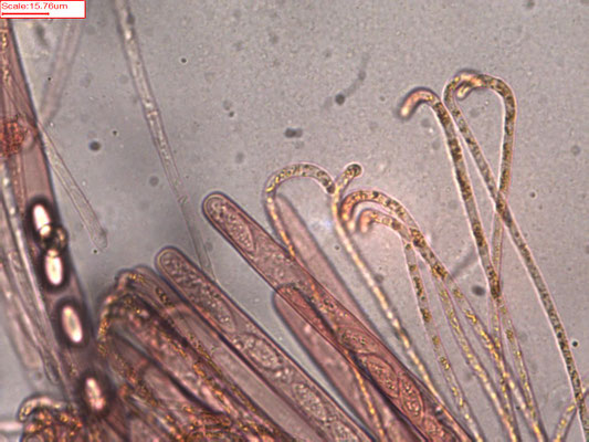 Byssonectria aggregata - Klein oranje zandschijfje