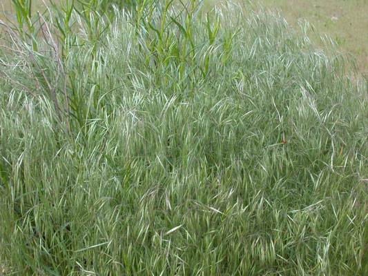 Anisantha tectorum - Zwenkdravik