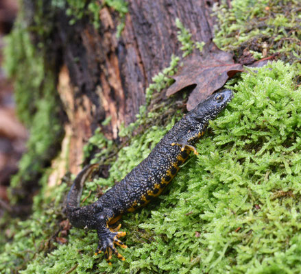 Kamsalamander, man