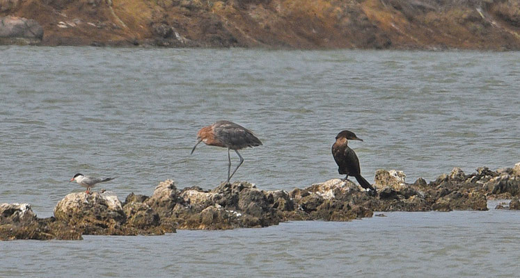 Visdief, Neotropical Cormorant en Reddish Egret