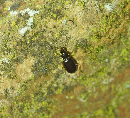 Ocys quinquestriatus - Muurpiemkever