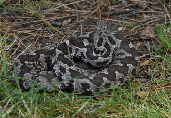 Ottomaanse Adder