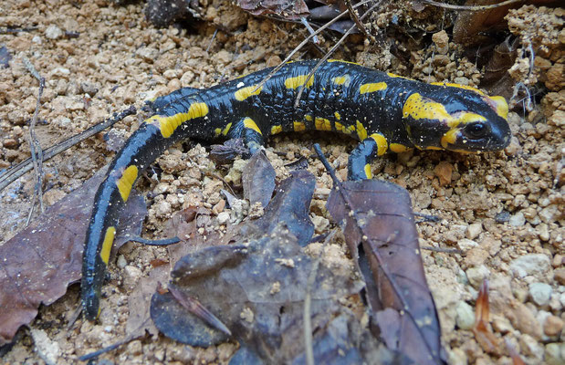 Salamandra salamandra terrestris