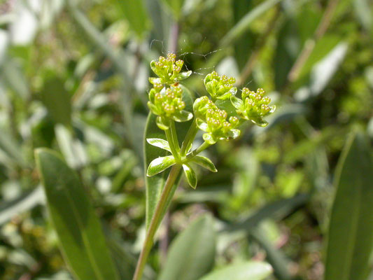 Bupleurum fruticosum - Struikgoudscherm