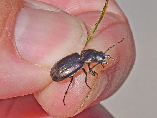 Pterostichus metallicus