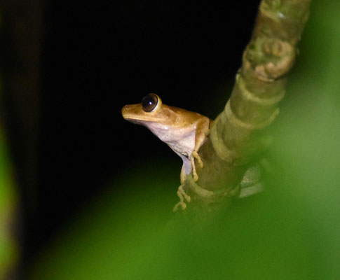 Boana semilineata