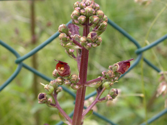 Scrophularia auriculata - Geoord helmkruid