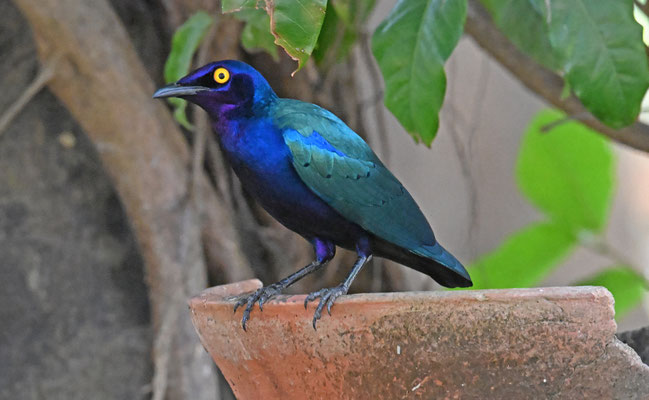 Lamprotornis purpureus - Purple Glossy-Starling