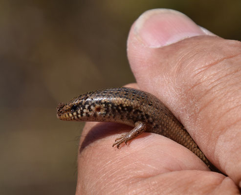 Chalcides ocellatus