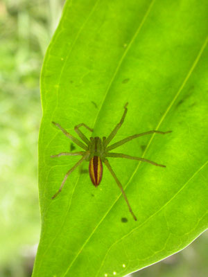groene jachtspin (Micromata virescens)