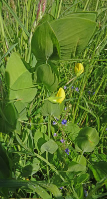 Naakte lathyrus