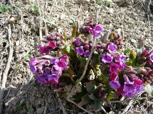 Pulmonaria angustifolia