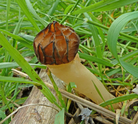 Mitrophora semilibera - Kapjesmorielje