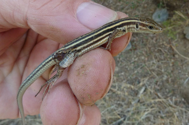 Podarcis peloponnesiacus