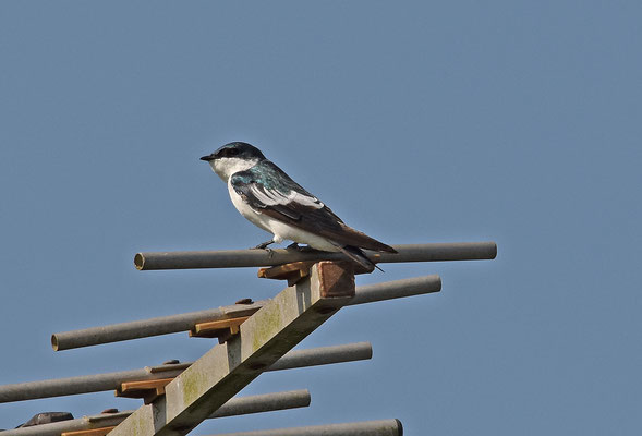 White-winged Swallow