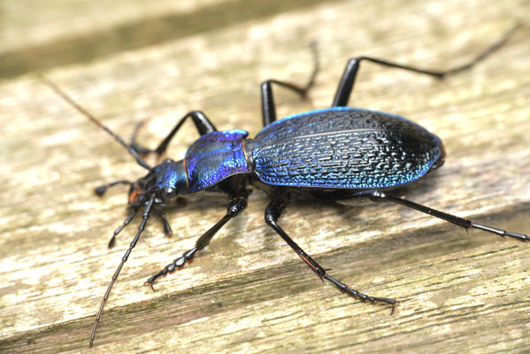 Carabus intricatus - Blauwe schallebijter