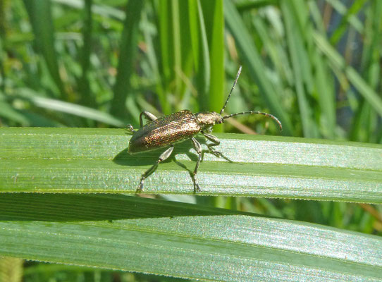 Donacia marginata