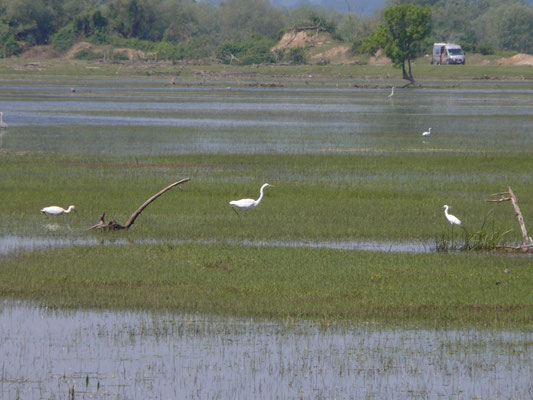 lepelaar, kleine - en grote zilverreiger