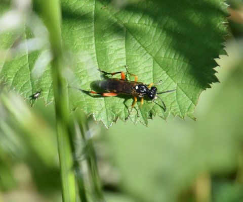 Macrophya rufipes