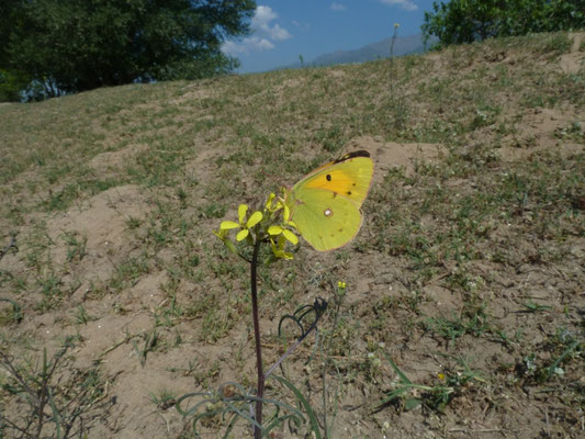 Colias croceus
