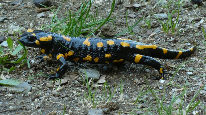Salamandra salamandra