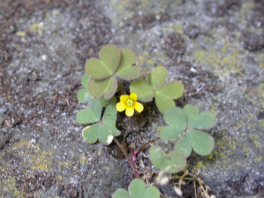 Oxalis corniculata - Gehoornde klaverzuring