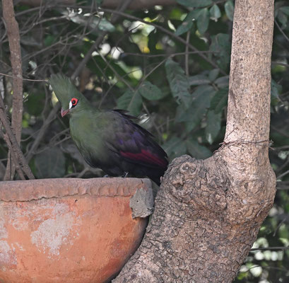 Tauraco persa - Green Turaco