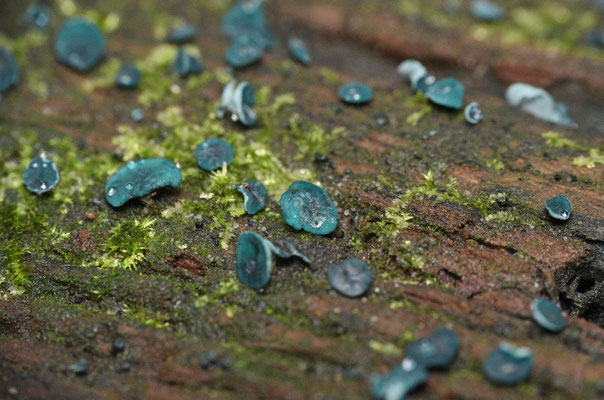 Chlorociboria aeruginosa  - Grootsporige Kopergroenbekerzwam