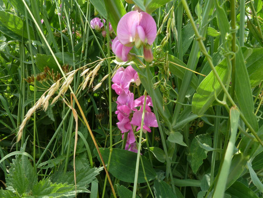 Lathyrus latifolius - Brede lathyrus
