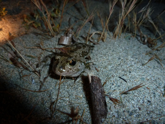 Pelobates syriacus