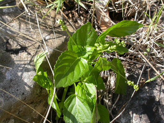 Mercurialis annua - Tuinbingelkruid