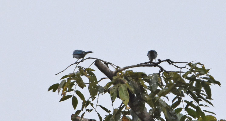 Blue-gray Tanager