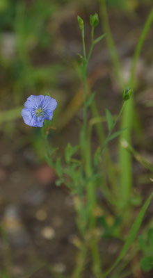 Linum usitatissimum - Vlas