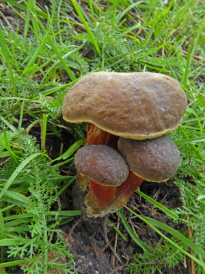 Xerocomellus pruinatus - Purperbruine fluweelboleet