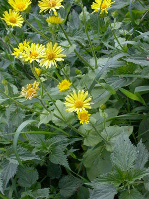 Doronicum pardalianches - Hartbladzonnebloem