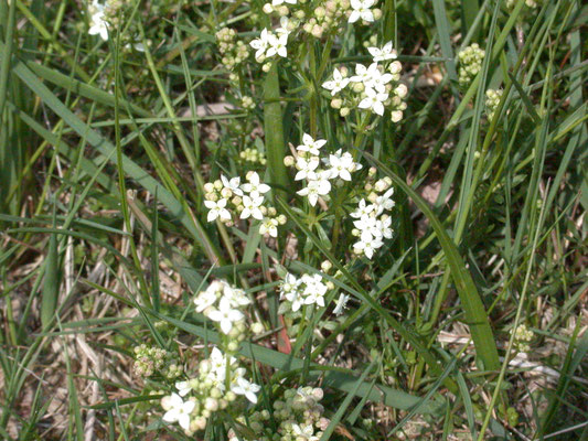 Galium saxatile - Liggend walstro