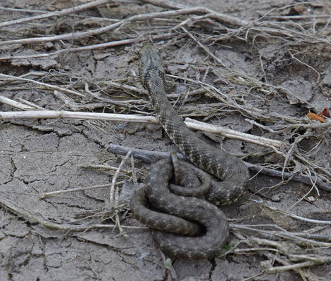 Dobbelsteenslang (Natrix tesselata)