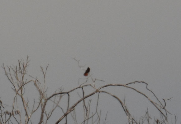 Ruby-topaz Hummingbird