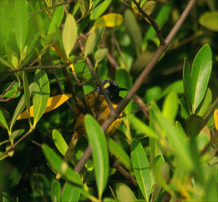 Hypergerus atriceps - Oriole Warbler