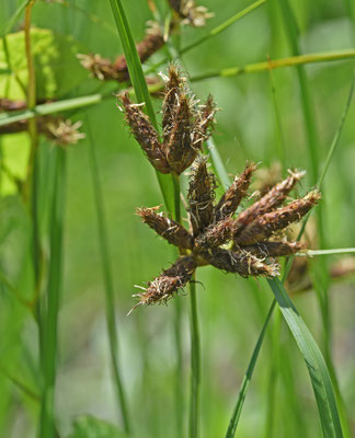 Bolboschoenus maritimus - Heen