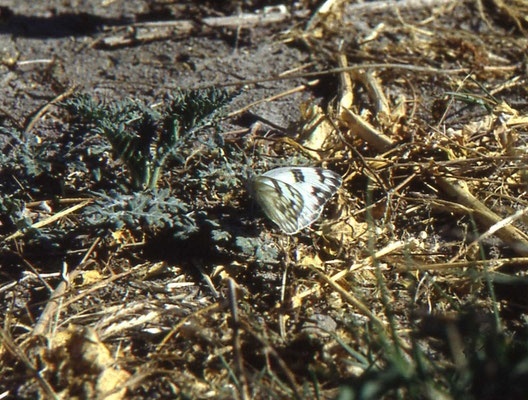 Checkered White