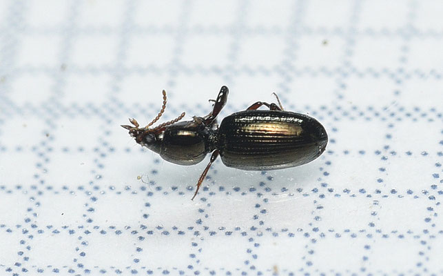 Dyschirius intermedius - Leemgravertje