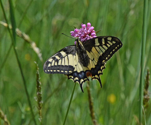 Koninginnenpage (Papilio machaon)