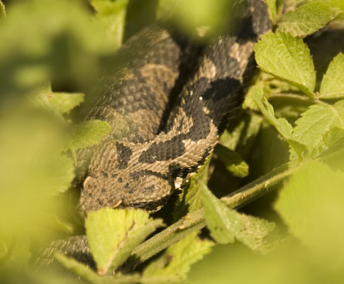 Kleinaziatische adder (Montivipera xanthina)