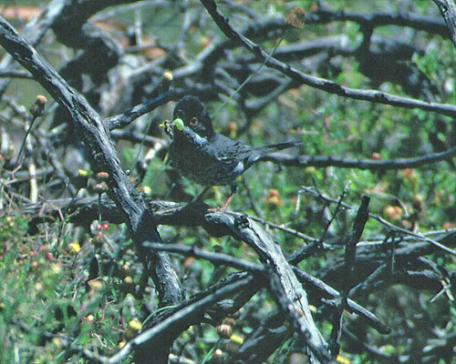 Cyprusgrasmus